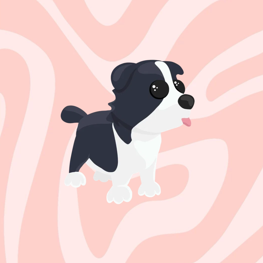 Border Collie