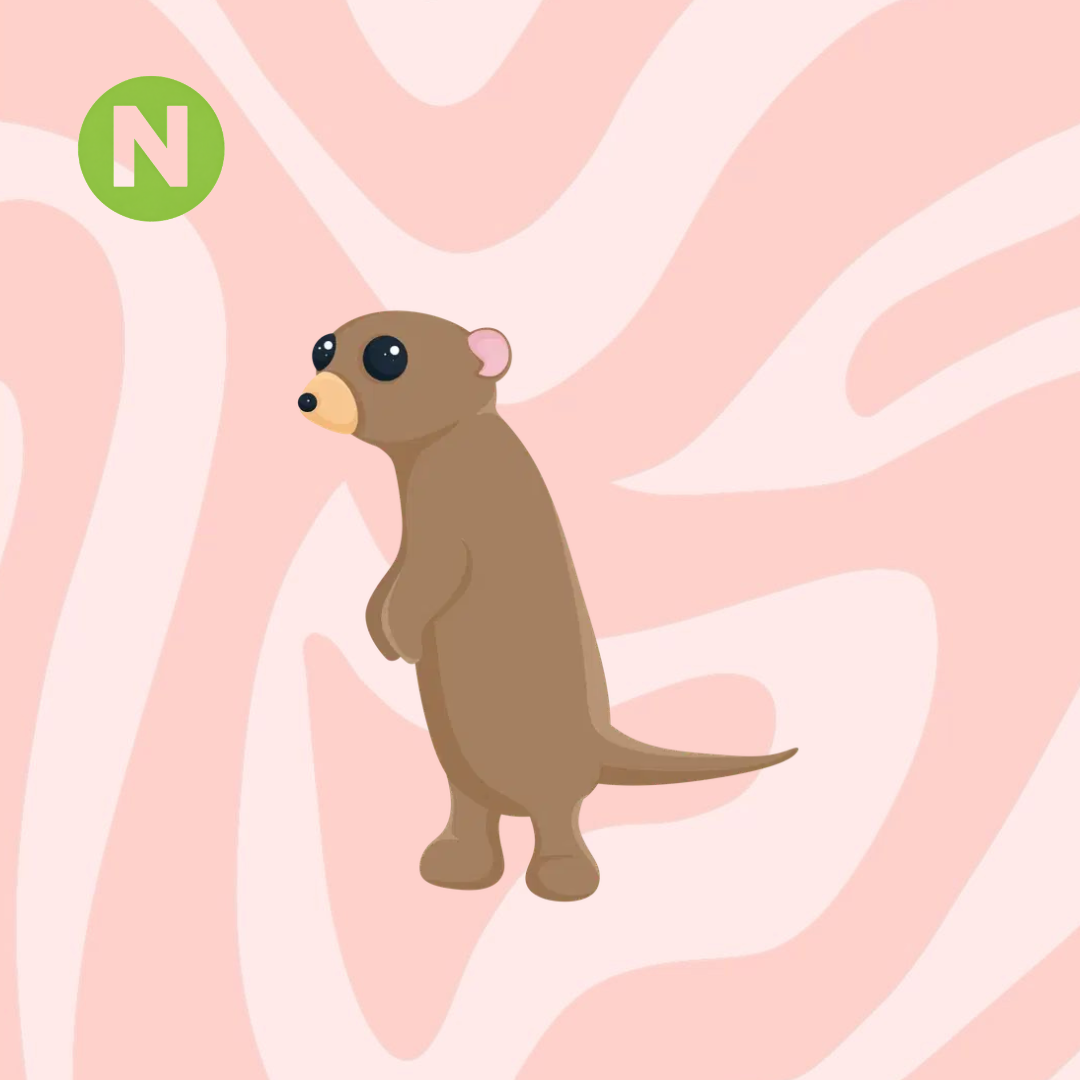 Neon Meerkat