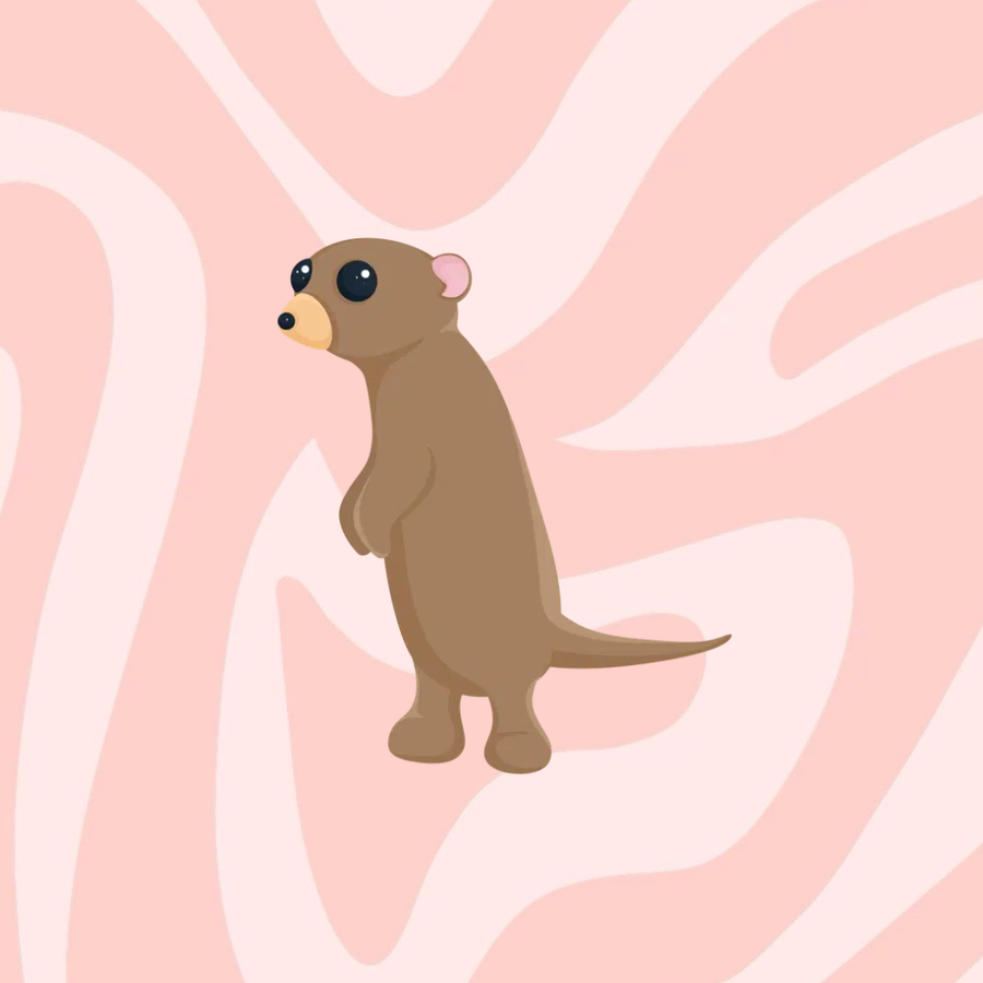 Meerkat